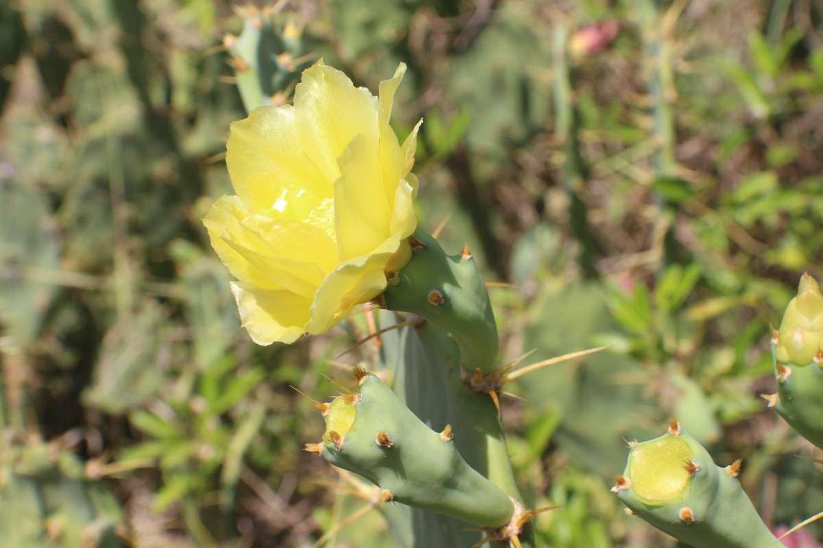 Opuntia